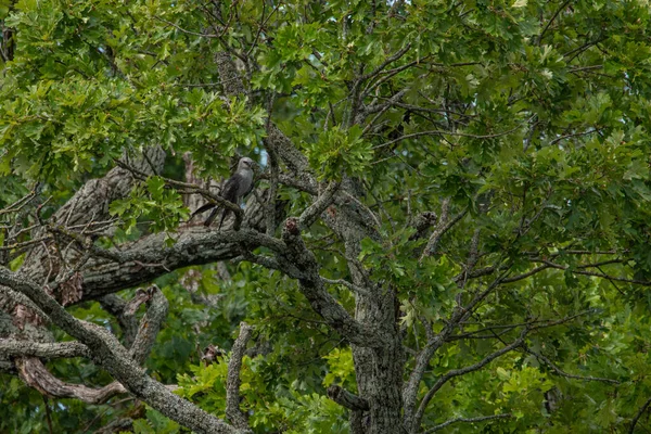 Mississippi Kite Ictinia Mississippiensis Sitting Tree Center Creek Park Carl — Stock Photo, Image
