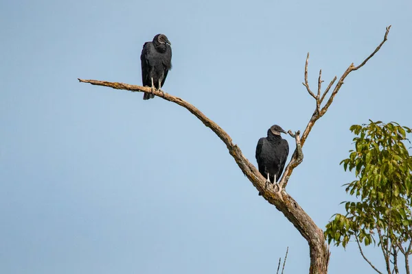Abutres Negros Coragyps Atratus Sentados Árvores Springfield Conservation Center Springfield — Fotografia de Stock