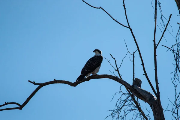 Osprey Pandion Haliaetus Sentado Árvore Schermerhorn Park Galena Kansas — Fotografia de Stock