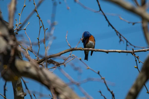 Uccello Azzurro Orientale Sialia Sialis Seduto Albero Wildcat Glades Joplin — Foto Stock