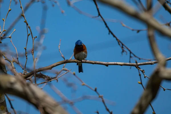 Uccello Azzurro Orientale Sialia Sialis Seduto Albero Wildcat Glades Joplin — Foto Stock