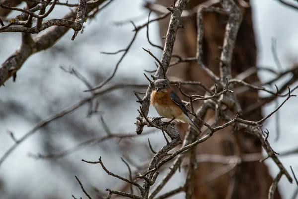 Eastern Bluebird Sialia Sialis Κάθεται Δέντρο Στο Wildcat Glades Στο — Φωτογραφία Αρχείου