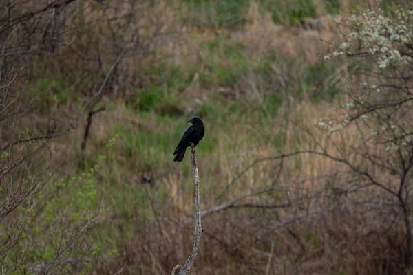 Κοράκι Αμερικής Corvus Brachyrhynchos Που Κάθεται Δέντρο Στο Wildcat Glades — Φωτογραφία Αρχείου
