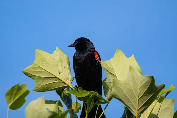位于密苏里州Joplin的Mercy公园 红翅黑鸟 Agelaius Phoeniceus 栖息在树上 — 图库照片