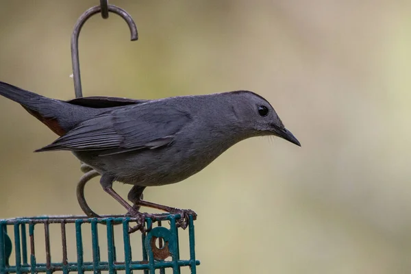 ミズーリ州ジョプリンの裏庭にある灰色の鳥 Dumetella Carolinensis — ストック写真