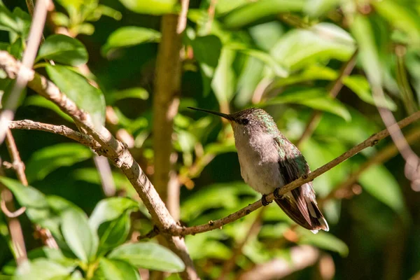 Ruby Throated Hummingbird Archilochus Colubris Trädgården Joplin Missouri — Stockfoto