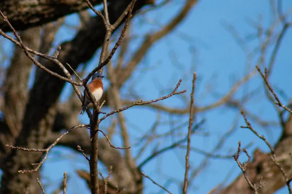 Eastern Bluebird Sialia Sialis Sitting Tree Walter Woods Joplin Missouri — Stock Photo, Image