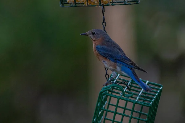 Východní Bluebird Sialia Sialis Sedí Dvorku Joplin Missouri — Stock fotografie