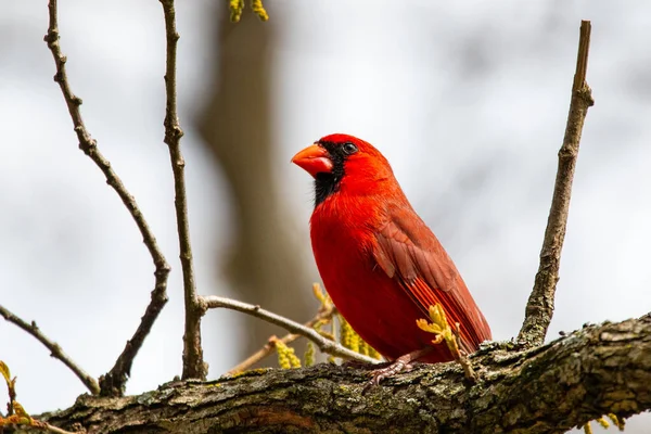 Der Nördliche Kardinal Cardinalis Cardinalis Sitzt Einem Hinterhof Joplin Missouri — Stockfoto