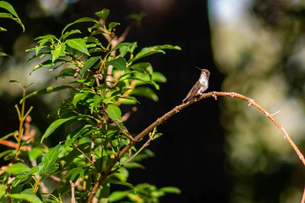 Rubinkehlkolibri Sitzt Einem Baum Hinterhof Joplin — Stockfoto