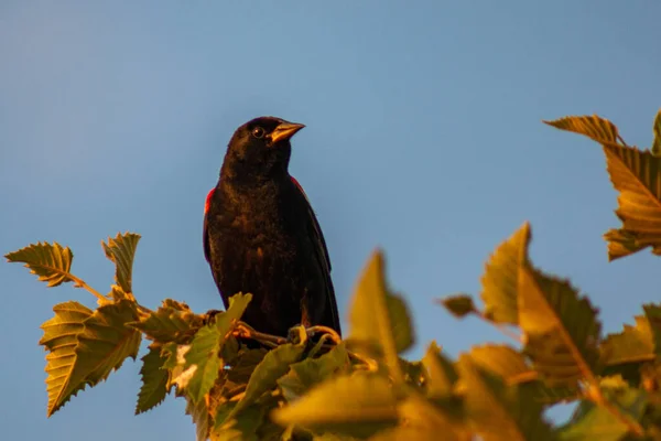 位于美国密苏里州乔普林的慈善公园 红翼黑鸟栖息在树上 — 图库照片