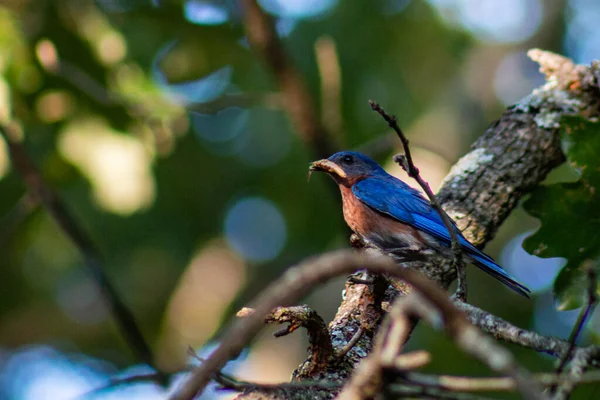 Восточная Синяя Птица Сидит Дереве Заднем Дворе Джоплине Почерк — стоковое фото