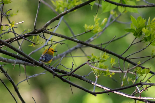 Prothonotary Warbler Stând Copac Wildcat Glades Din Joplin Missouri — Fotografie, imagine de stoc