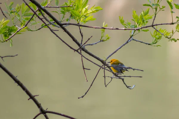 Prothonotary Warbler Sitting Tree Wildcat Glades Joplin Missouri — Stock fotografie