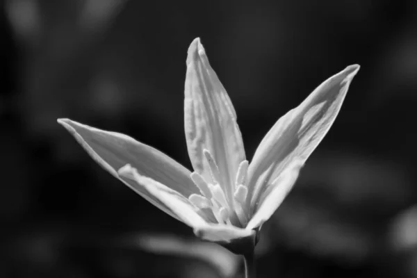 Beaked Trout Lily Wildcat Glades Joplin Μιζούρι — Φωτογραφία Αρχείου
