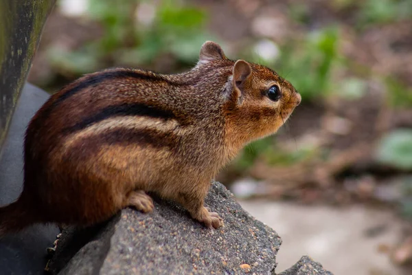 Streifenhörnchen Hinterhof Sammeln Nahrung — Stockfoto