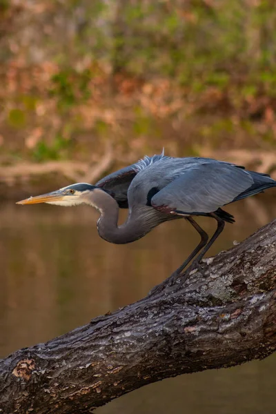 Great Blue Heron Crouching Wildcat Glades Joplin Missouri — Stock Photo, Image