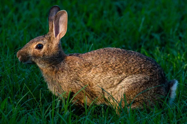 Eastern Cottontail Rabbit Yard Joplin Missouri — Stock Photo, Image