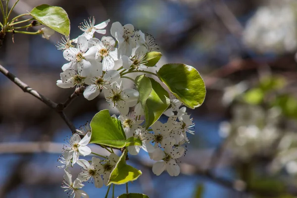 布拉德福德梨花在春天的特写中盛开 — 图库照片