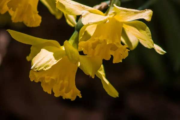 Påsklilja Blommor Blommar Ren Upp — Stockfoto