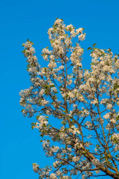 Bradford Körte Virágzik Tavasszal — Stock Fotó