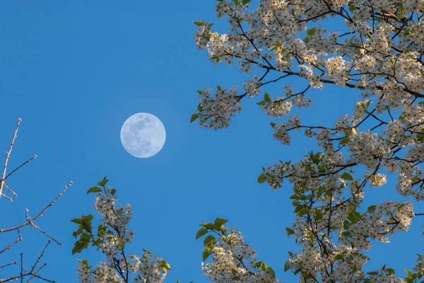 Bradford Peer Bloemen Bloeien Met Volle Maan Achtergrond — Stockfoto