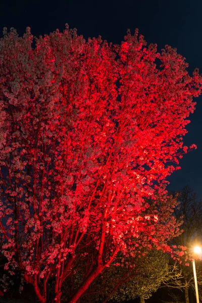 Bradford Pêra Abaixo Uma Luz Vermelha Noite — Fotografia de Stock