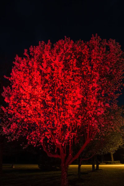 Bradford Birne Unter Rotem Licht Der Nacht — Stockfoto