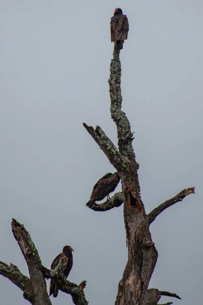 Turkey Vultures Tree Wildcat Glades Joplin Missouri — стокове фото