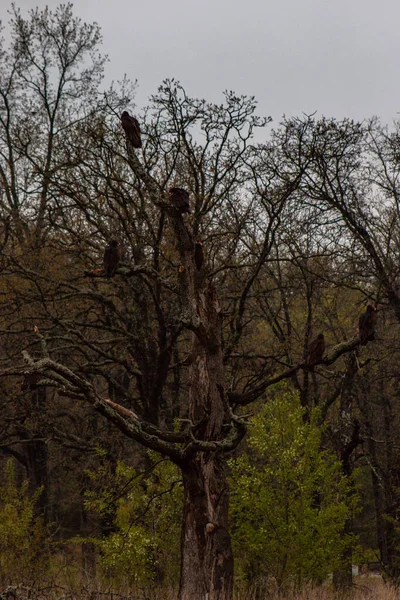 Turkey Vultures Tree Wildcat Glades Joplin Missouri — Stock Photo, Image