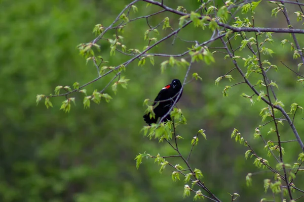 Червоний Крилатий Чорний Птах Сидить Дереві Wildcat Glades Джопліні Штат — стокове фото