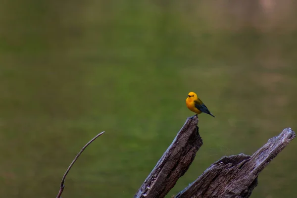 Prothonotary Warbler Zit Bij Wildcat Glades Joplin Missouri — Stockfoto