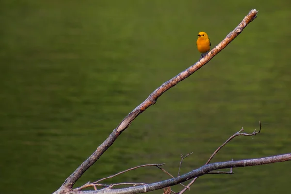 Prothonotary Warbler Sitting Wildcat Glades Joplin Missouri — ストック写真