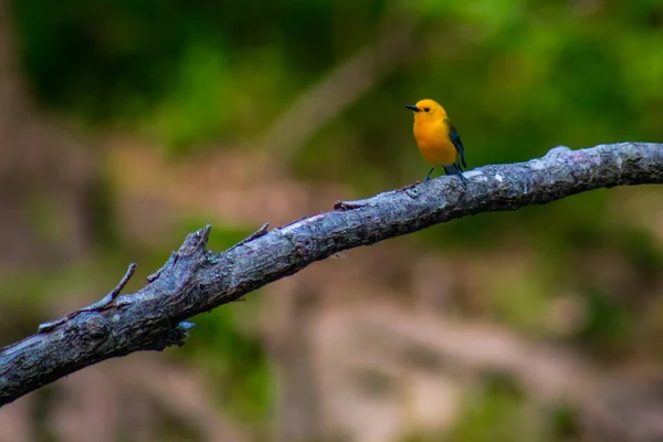Prothonotary Warbler Zit Bij Wildcat Glades Joplin Missouri — Stockfoto