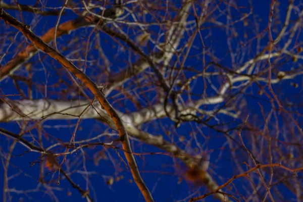 位于密苏里州迦太基的凯洛格湖的树枝 — 图库照片