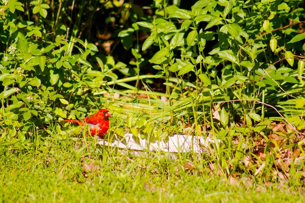 Northern Cardinal Cardinalis Cardinalis Backyard — Stock Photo, Image
