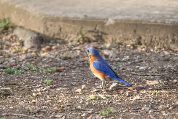 Східний Bluebird Sialia Sialis Задньому Дворі — стокове фото
