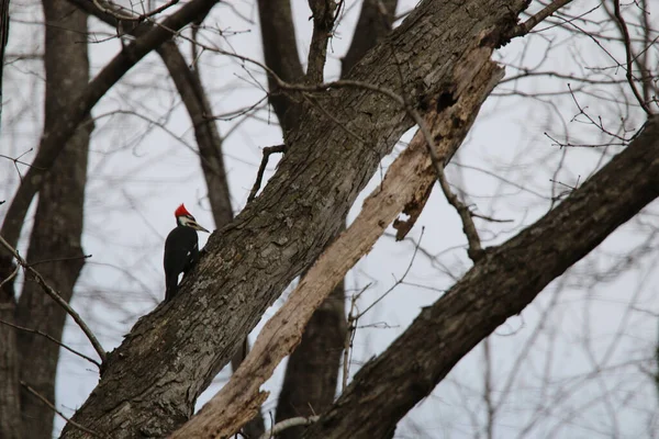 Pileed Woodpecker Dryocopus Pileatus Волтера Вудса Джопліні Штат Міссурі — стокове фото