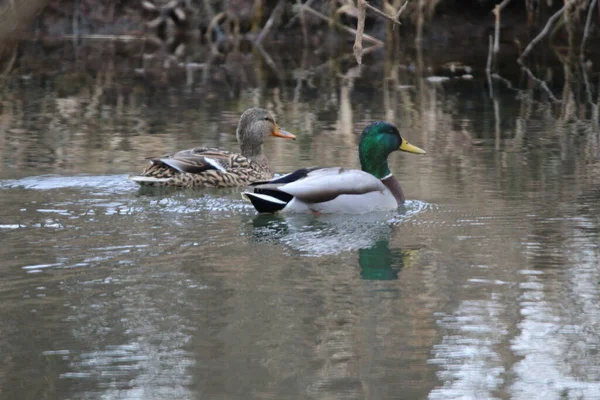 Mallard Ducks Springfield Conservation Center Springfield Missouri — Stock Photo, Image
