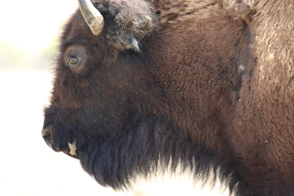 Американский Зубр Bison Bison Парке Штата Миссури — стоковое фото