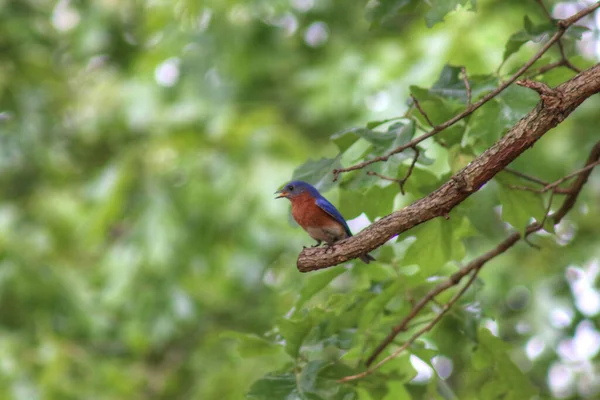 Восточная Синяя Птица Sialia Sialis Заднем Дворе — стоковое фото