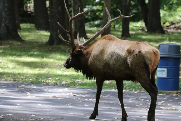 Лось Cervus Canfensis Парке Lone Elk Сент Луисе Штат Миссури — стоковое фото