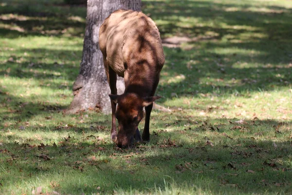 Лось Cervus Canfensis Парке Lone Elk Сент Луисе Штат Миссури — стоковое фото