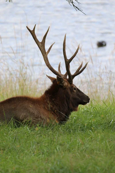 Elk Cervus Canadensis Στο Lone Elk Park Στο Saint Louis — Φωτογραφία Αρχείου
