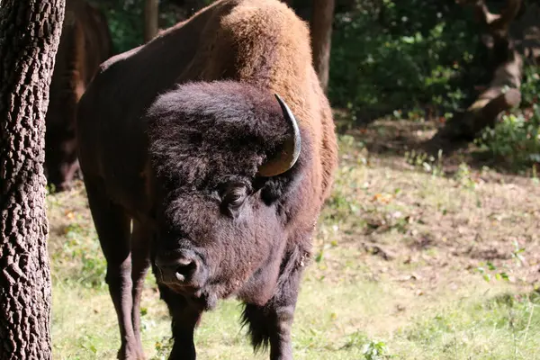 미주리주 세인트루이스의 Lone Elk Park 미국식 Bison Bison 스톡 사진
