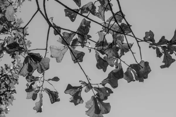 W树上的落叶 — 图库照片