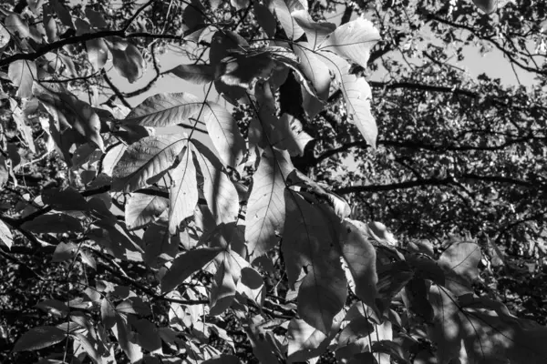 W树上的落叶 — 图库照片