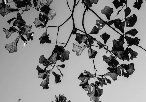 Spadające Liście Wiszące Drzewie — Zdjęcie stockowe