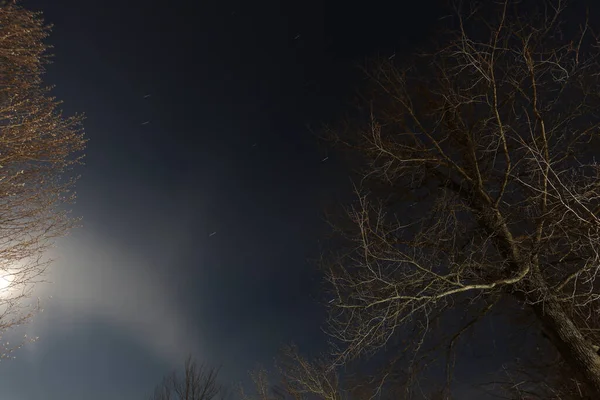 Nacht Luchten Met Bomen Sterren — Stockfoto
