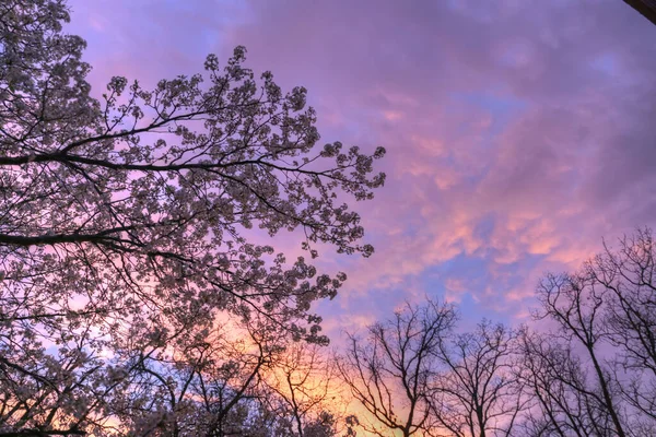 密苏里州乔普林的日落天空 — 图库照片